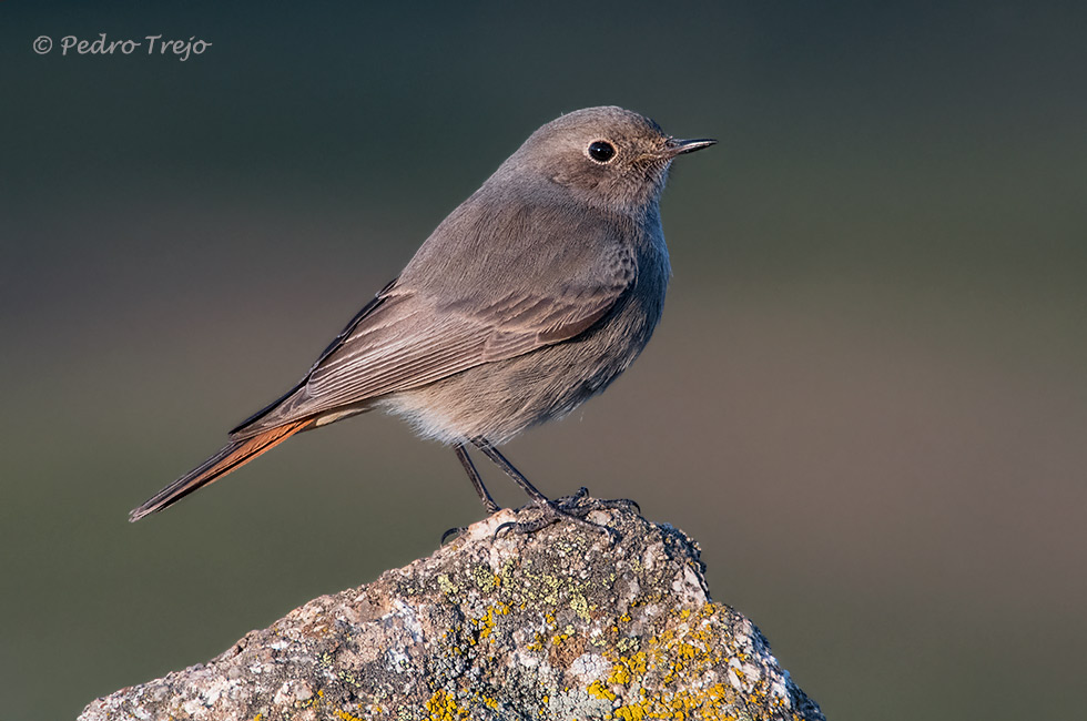 Colirrojo tizón (Phoenicurus ochruros)